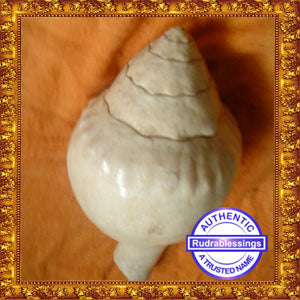 Valampuri Shankh - 780 gms