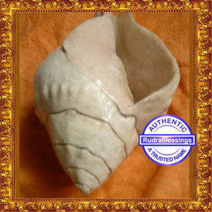 Valampuri Shankh - 780 gms