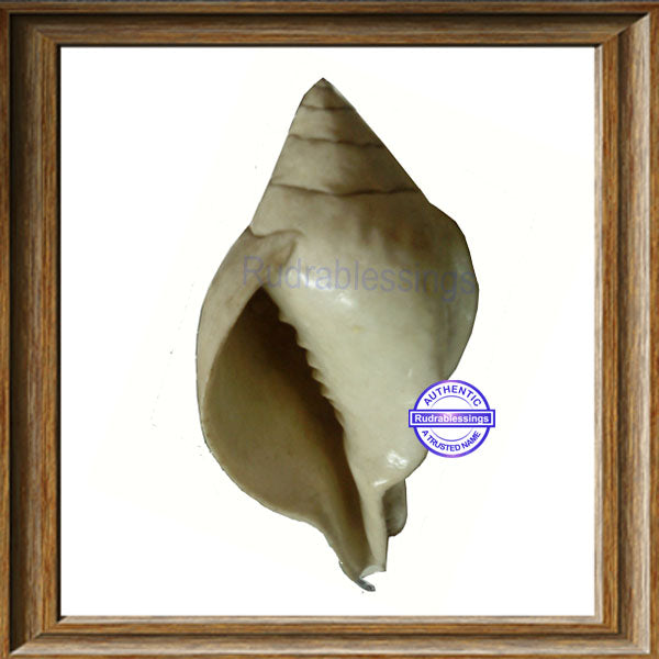 Valampuri Shankh - 780 gms