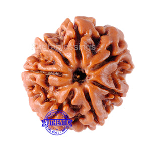 7 Mukhi Nepalese Rudraksha - Bead No. 40