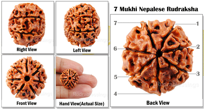7 Mukhi Nepalese Rudraksha - Std Size