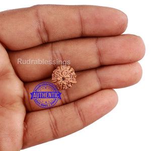 7 Mukhi Indonesian Ganesh Rudraksha - Bead No. 1