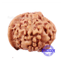 Load image into Gallery viewer, 7 Mukhi Indonesian Ganesh Rudraksha - Bead No. 2
