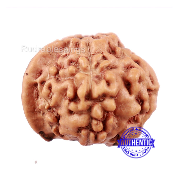 7 Mukhi Indonesian Ganesh Rudraksha - Bead No. 2