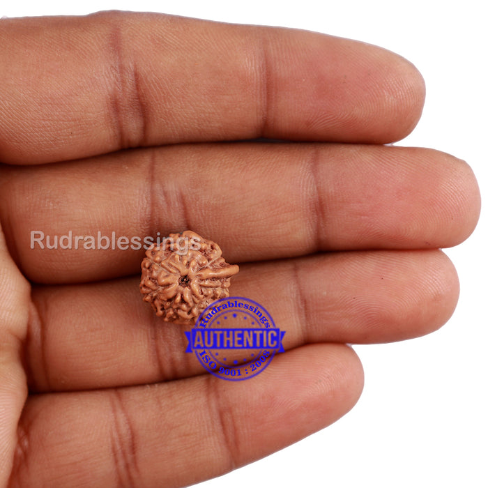 7 Mukhi Indonesian Ganesh Rudraksha - Bead No. 3
