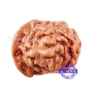 7 Mukhi Indonesian Ganesh Rudraksha - Bead No. 3