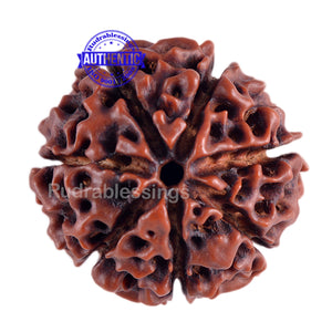 7 Mukhi Hybrid Rudraksha - Bead No. 10
