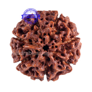 7 Mukhi Hybrid Rudraksha - Bead No. 12
