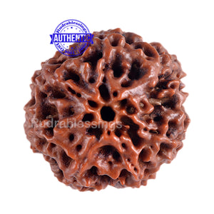 7 Mukhi Hybrid Rudraksha - Bead No. 13