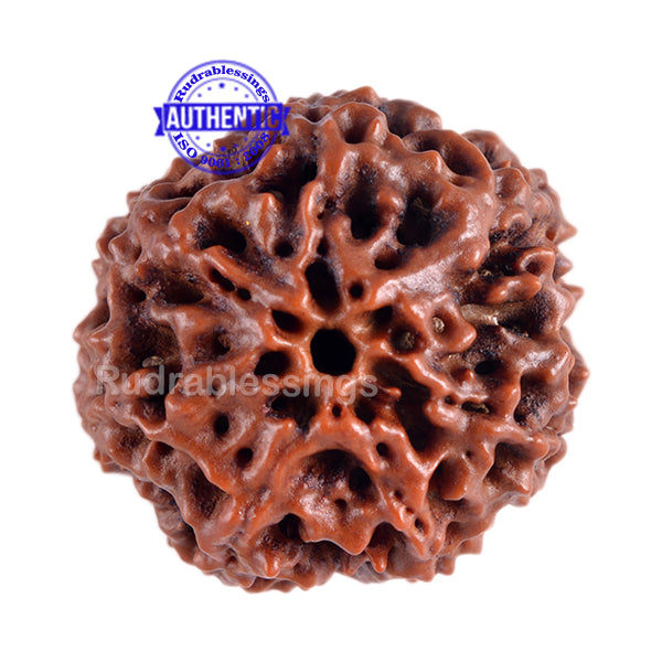7 Mukhi Hybrid Rudraksha - Bead No. 13