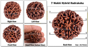 7 Mukhi Hybrid Rudraksha - Bead No. 13