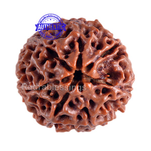 7 Mukhi Hybrid Rudraksha - Bead No. 14