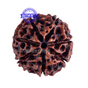 7 Mukhi Hybrid Rudraksha - Bead No. 1