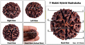 7 Mukhi Hybrid Rudraksha - Bead No. 1