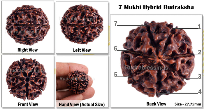 7 Mukhi Hybrid Rudraksha - Bead No. 1