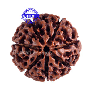 7 Mukhi Hybrid Rudraksha - Bead No. 2