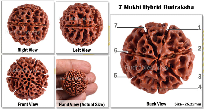 7 Mukhi Hybrid Rudraksha - Bead No. 3