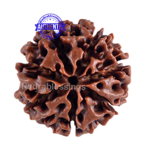 7 Mukhi Hybrid Rudraksha - Bead No. 5