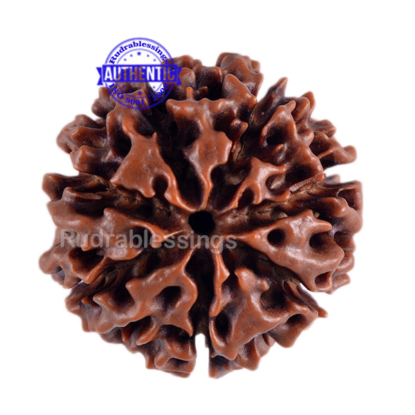 7 Mukhi Hybrid Rudraksha - Bead No. 5