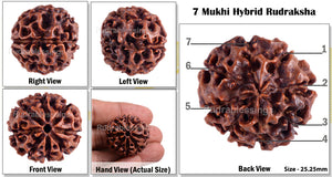 7 Mukhi Hybrid Rudraksha - Bead No. 6