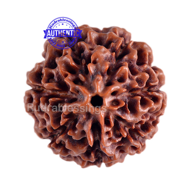7 Mukhi Hybrid Rudraksha - Bead No. 7