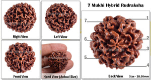 7 Mukhi Hybrid Rudraksha - Bead No. 7