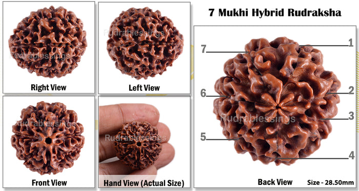 7 Mukhi Hybrid Rudraksha - Bead No. 7