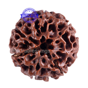 7 Mukhi Hybrid Rudraksha - Bead No. 8