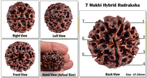 7 Mukhi Hybrid Rudraksha - Bead No. 8
