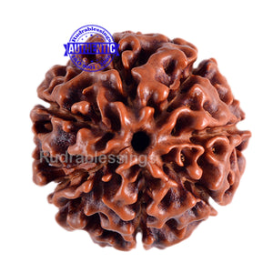 7 Mukhi Hybrid Rudraksha - Bead No. 9