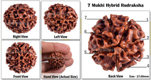 7 Mukhi Hybrid Rudraksha - Bead No. 9