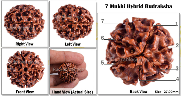 7 Mukhi Hybrid Rudraksha - Bead No. 9