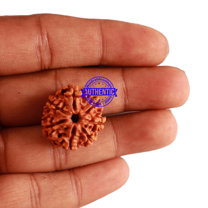 7 Mukhi Nepalese Rudraksha - Bead No 271