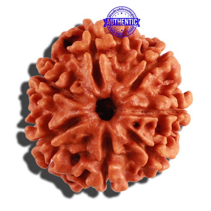7 Mukhi Nepalese Rudraksha - Bead No 271