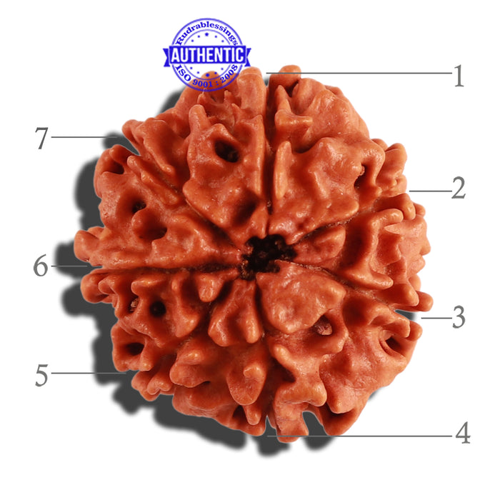 7 Mukhi Nepalese Rudraksha - Bead No 271