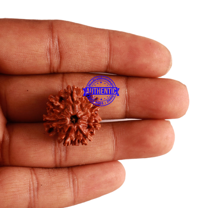 7 Mukhi Nepalese Rudraksha - Bead No 274
