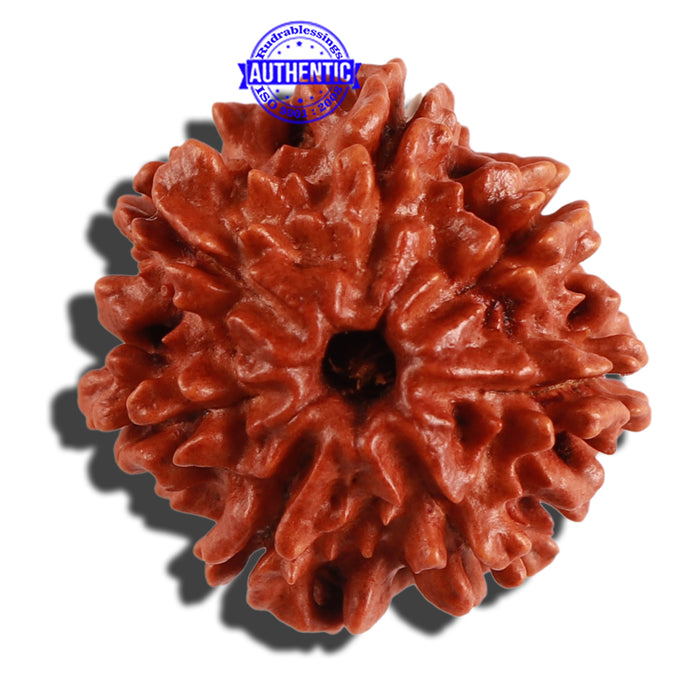 7 Mukhi Nepalese Rudraksha - Bead No 274