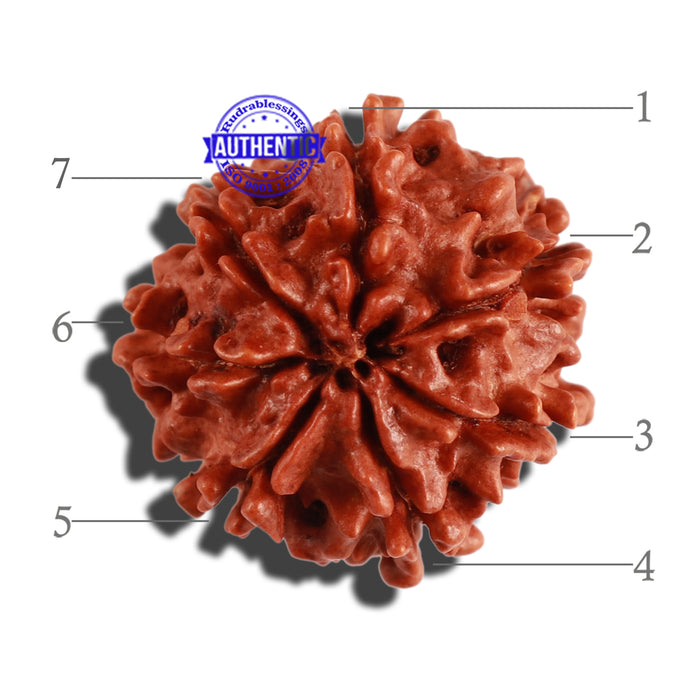 7 Mukhi Nepalese Rudraksha - Bead No 274
