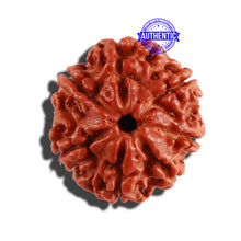 Load image into Gallery viewer, 7 Mukhi Nepalese Rudraksha - Bead No 322
