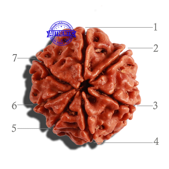 7 Mukhi Nepalese Rudraksha - Bead No 322