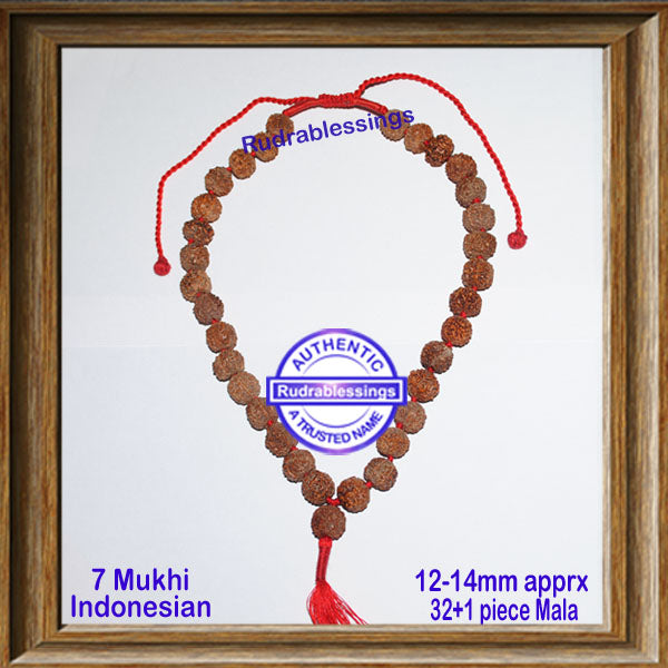 7 Mukhi Rudraksha Kantha - (32+1 - Indonesian)