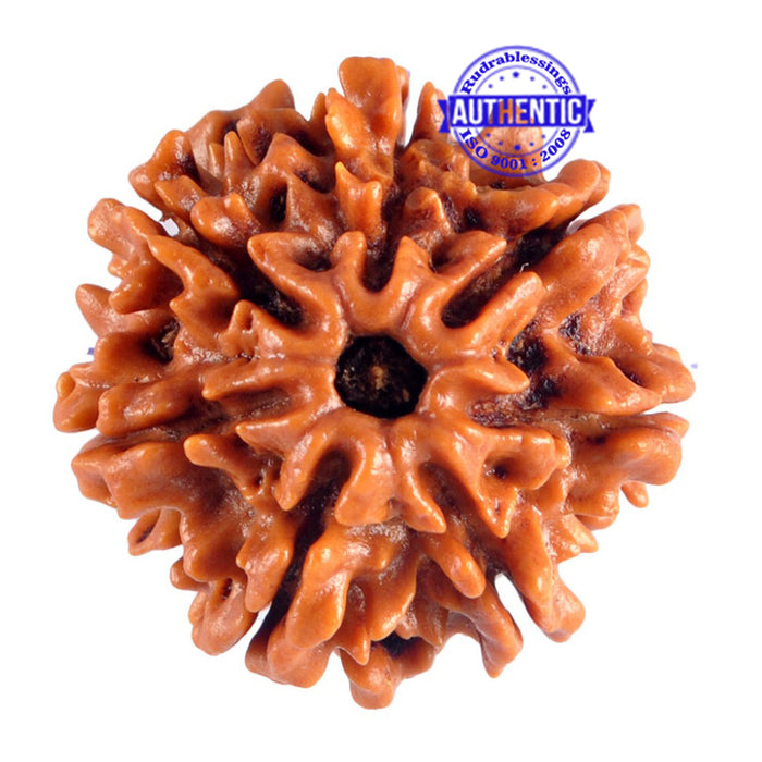 7 Mukhi Nepalese Rudraksha - Bead No. 36