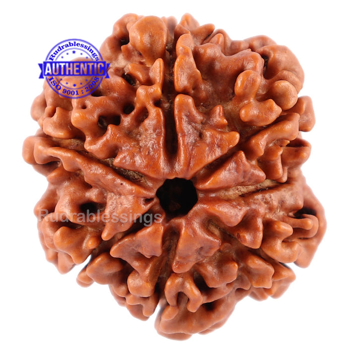 7 Mukhi Nepalese Rudraksha - Bead No. 57