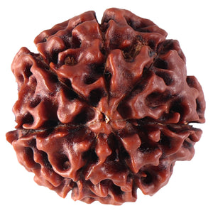 7 Mukhi Hybrid Rudraksha - Bead No. 15