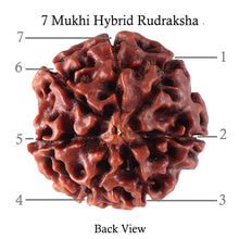 Load image into Gallery viewer, 7 Mukhi Hybrid Rudraksha - Bead No. 15
