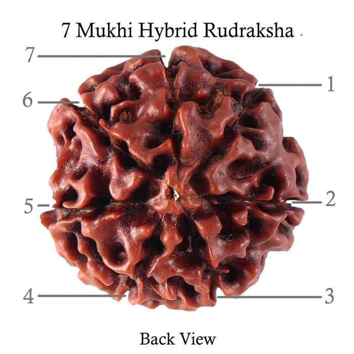 7 Mukhi Hybrid Rudraksha - Bead No. 15
