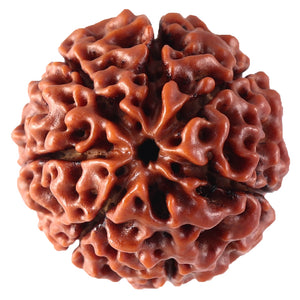 7 Mukhi Hybrid Rudraksha - Bead No. 16