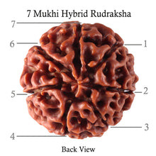Load image into Gallery viewer, 7 Mukhi Hybrid Rudraksha - Bead No. 16
