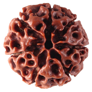 7 Mukhi Hybrid Rudraksha - Bead No. 17