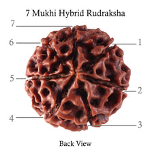 Load image into Gallery viewer, 7 Mukhi Hybrid Rudraksha - Bead No. 17
